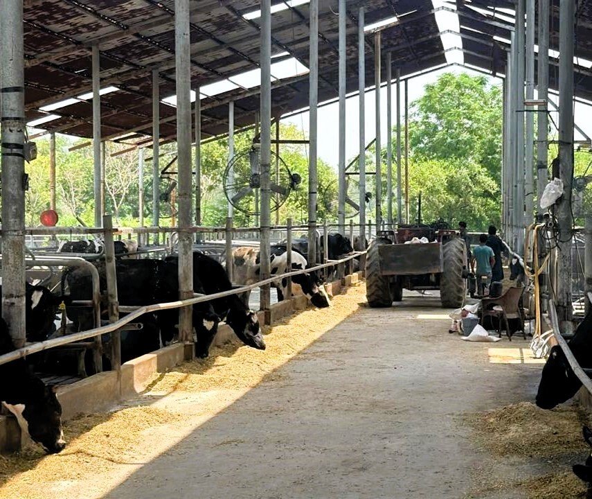 Rana Dairy Farm cows grazing