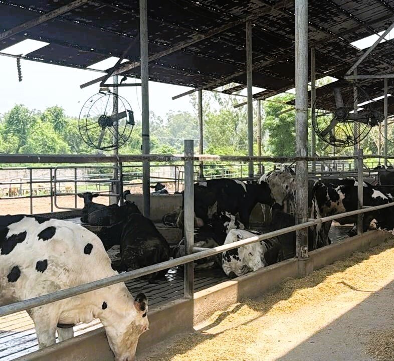 Dairy farm barn