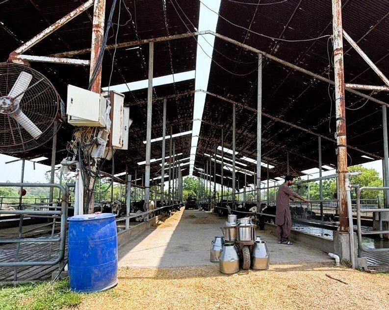 Fresh milk bottling