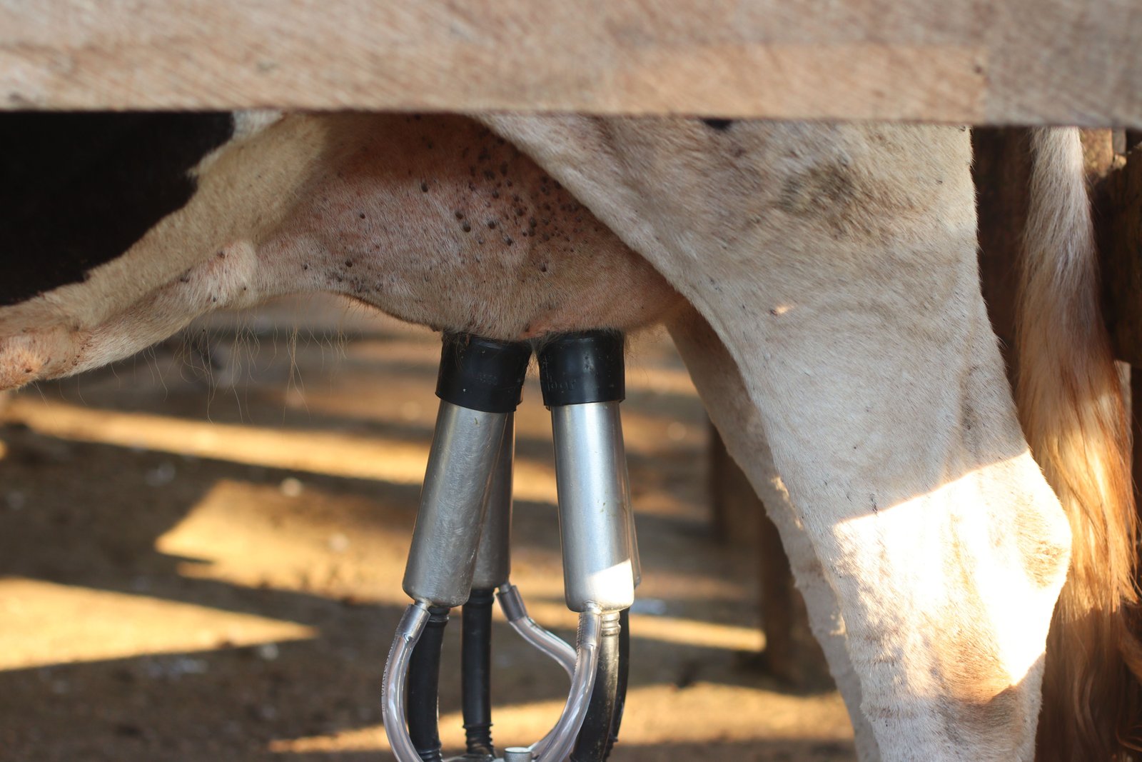 Dairy cow close up